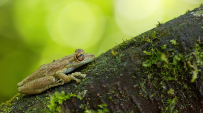 Olive snouted treefrog / Scinax elaeochrous