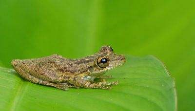 Olive snouted treefrog / Scinax elaeochrous