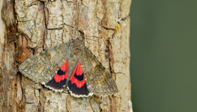 Red underwing moth / Rood weeskind