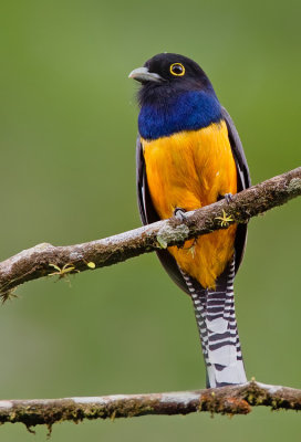 Gartered trogon / Goulds trogon