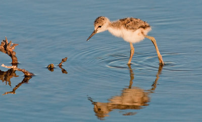 Black-Winged stilt / Steltkluut