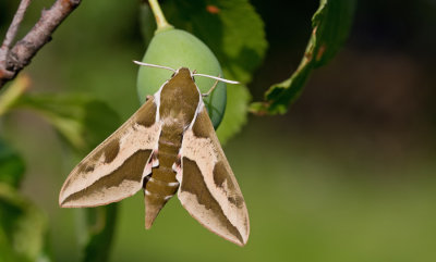 Spurge Hawk-moth / Wolfsmelkpijlstaart