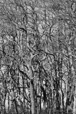 _DSC9220.jpg