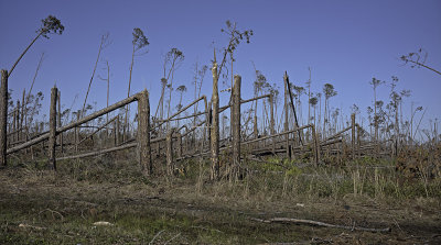 hurricane_michael