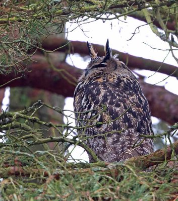 Eurasian Eagle Owl