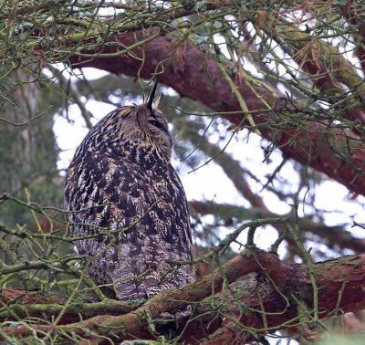 Eurasian Eagle Owl