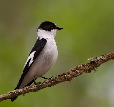 Collared Flycatcher, male
