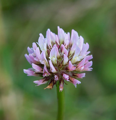 Smultronklver, (Trifolium fragiferum)