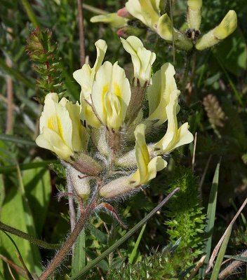 Fltvedel, (Oxytropis campestris ssp campestris)