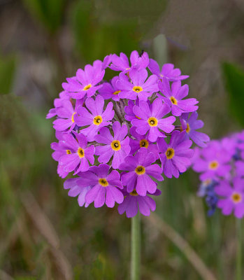 Majviva, (Primula farinosa)
