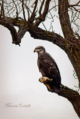 EAGLE 3134.jpg