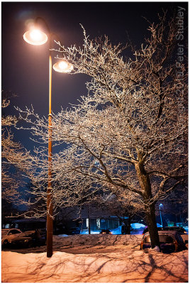 Freezing rain tree.