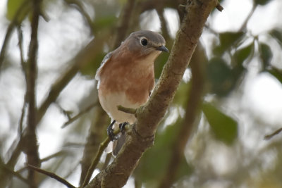 Eastern Bluebird, Female