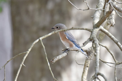 Eastern Bluebird, Female