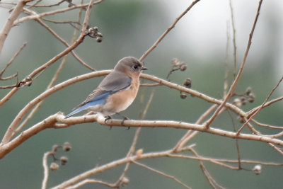 Eastern Bluebird, Female