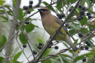 Cedar Waxwing