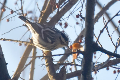 Black-and-White Warbler