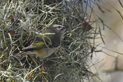 Golden-crowned Kinglet