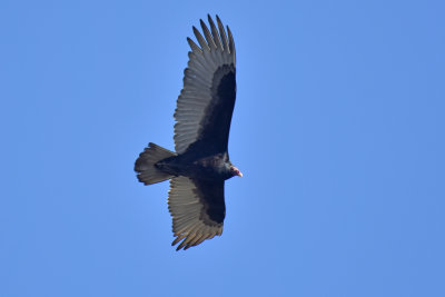 Turkey Vulture