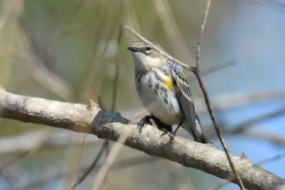 Myrtle Yellow-rumped Warbler