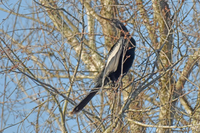 Anhinga, Male