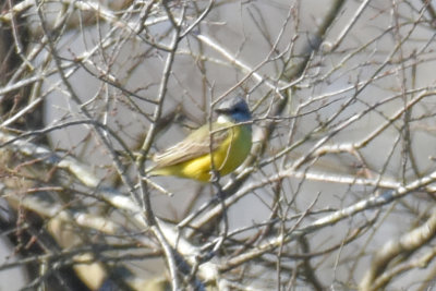 Couch's Kingbird