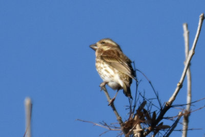 Purple Finch, Female