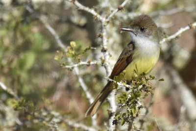 Dusky-capped Flycatcher