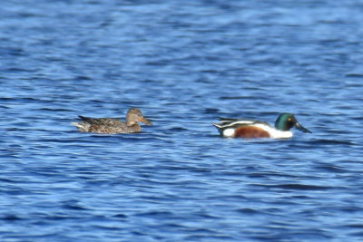 Northern Shovelers, Hen and Drake