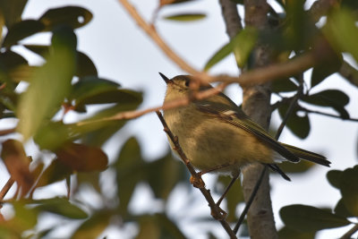 Ruby-crowned Kinglet