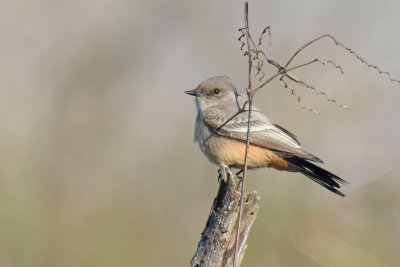 Say's Phoebe