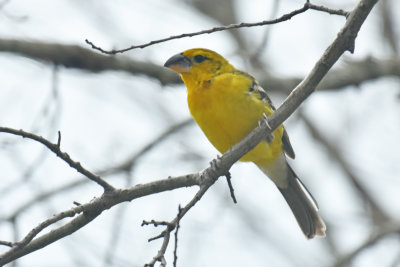 Yellow Grosbeak 