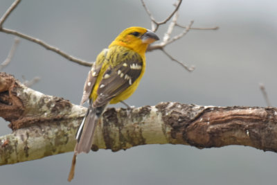 Yellow Grosbeak 