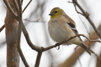 American Goldfinch, Male Basic Plumage
