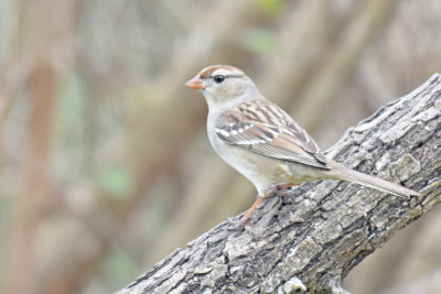 Chipping Sparrow, Basic Plumage