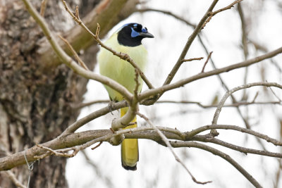 Green Jay