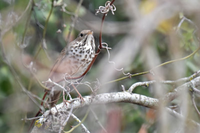 Hermit Thrush