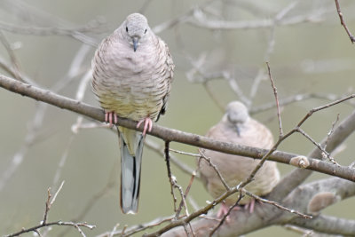 Inca Dove