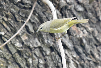 Orange-crowned Warbler