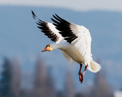 Skagit Valley Snow Geese 2019