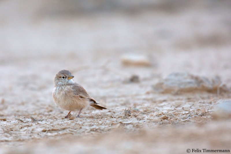 Bar-tailed Lark