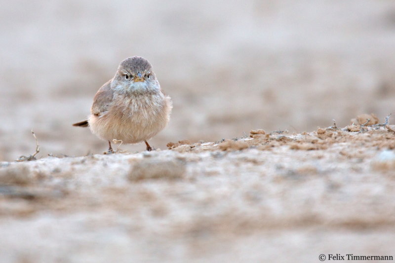 Bar-tailed Lark