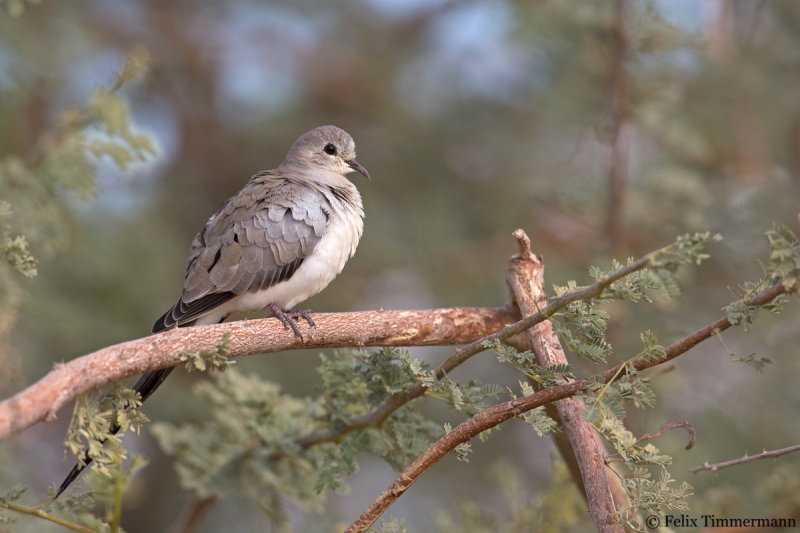 Namaque Dove