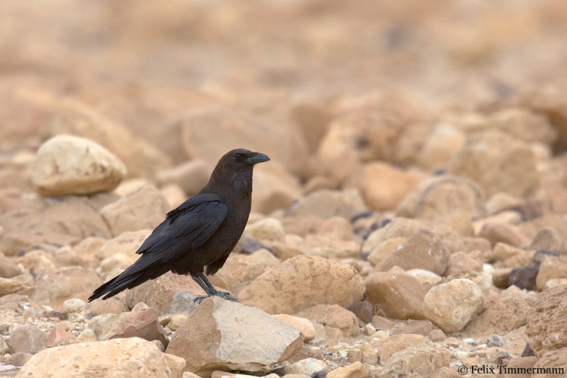 Brown-necked Raven