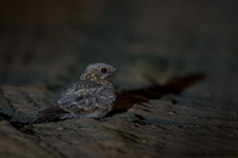 Nubian Nightjar