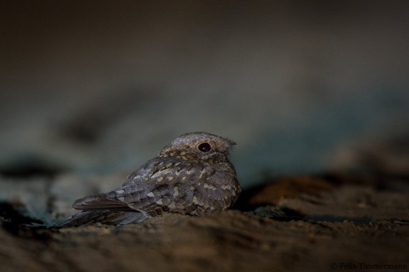 Nubian Nightjar