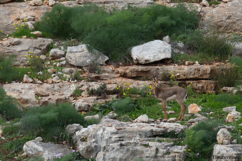 Mountain Gazelle