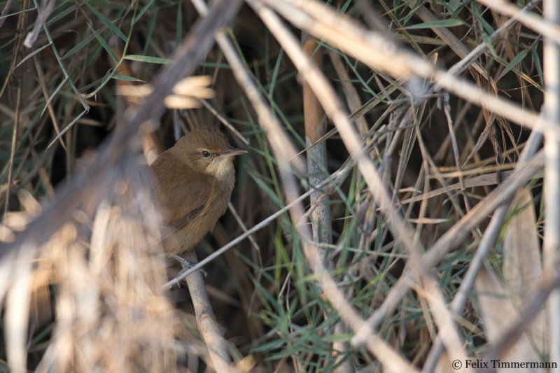 Clamorous Reed Warbler