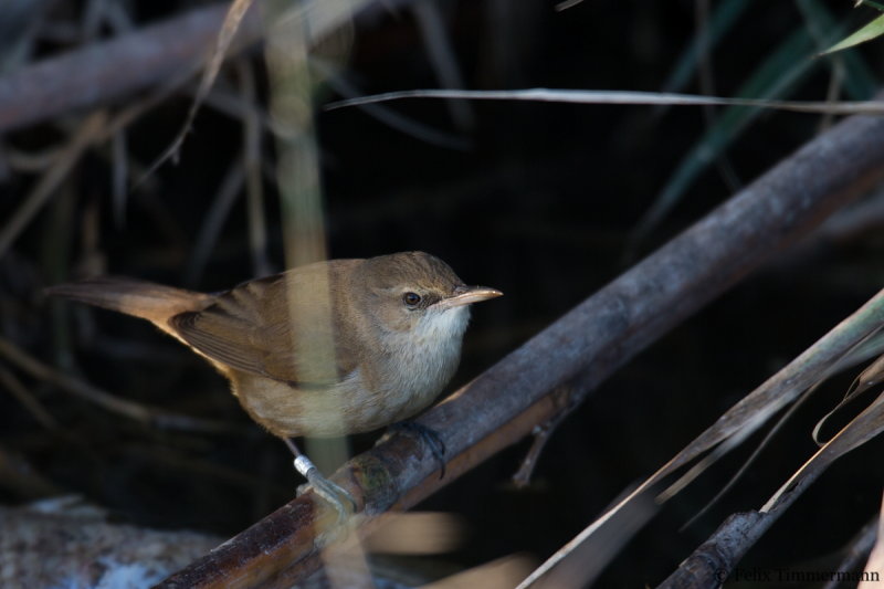 Clamorous Reed Warbler