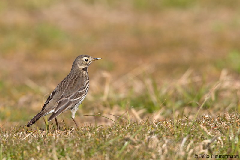 Siberian Buff-bellied Pipit